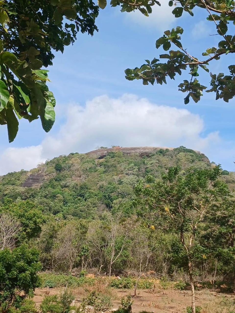 Pidurangala View Treehouse Apartment Sigiriya Ngoại thất bức ảnh