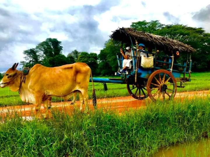 Pidurangala View Treehouse Apartment Sigiriya Ngoại thất bức ảnh